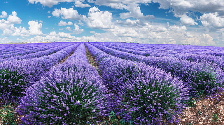 Lavender field stretching to horizon with Mt Fuji view