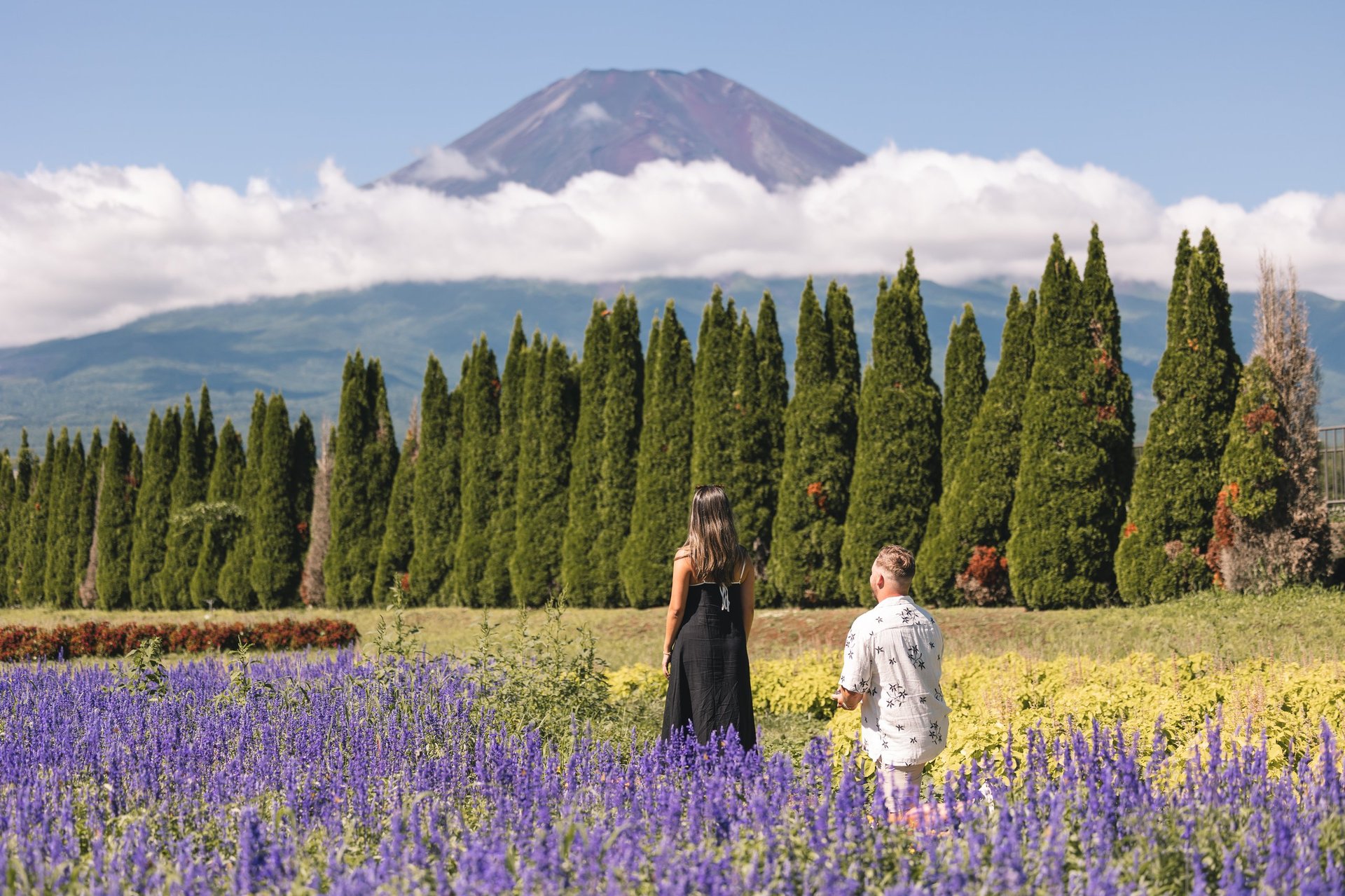 Two people standing in purple lavender field with tall cypress trees and snow-capped Mount Fuji in the background
